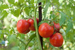 Photo: Tomatoes Tomatoes