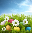 Easter colorful eggs in green grass with flowers on meadow