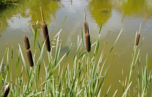 Photo: roseaux et plan d'eau roseaux et plan d'eau