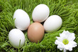 Easter organic eggs in the green grass