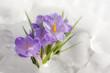 Foto: Easter beautiful crocus in snow and ice closeup Easter beautiful crocus in snow and ice closeup
