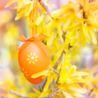 easter egg on forsythia