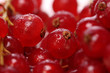 Johannisbeeren