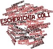 Word cloud for Escherichia coli