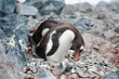 Mother prepare the nest on the rock