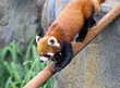 red panda
