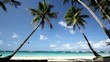 Two palms on tropical beach 