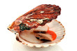 Coquille saint jacques fraîche