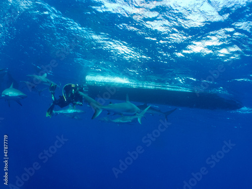 Photo: Caribbean reef shark (Carcharhinus perezi) and diver Caribbean reef shark (Carcharhinus perezi) and diver