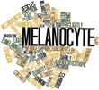 Word cloud for Melanocyte