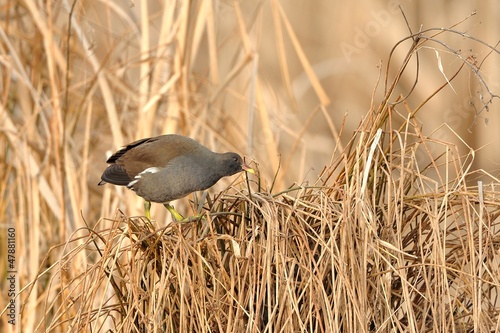 Photo: Gallinella d'acqua Gallinella d'acqua