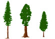 silhouettes of pine trees