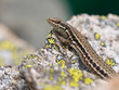 Photo: Common Wall Lizard Common Wall Lizard