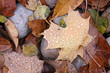 Foto: Wet Maple Leaf Wet Maple Leaf