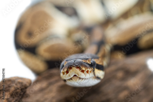 Photo: Ball Python close up (Python Regius) Ball Python close up (Python Regius)