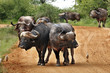 buffaloes on the way