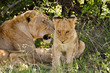 lioness & young lion