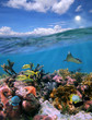 Split view with sky and beautiful coral reef underwater