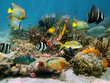 Underwater scenery with colorful sea life