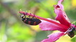 Two red-and-black beetles collecting nectar on a pink flower.