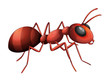 An ant