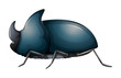 A rhinoceros beetle
