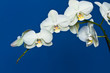 Orchid flower