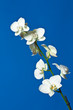 Orchid flower