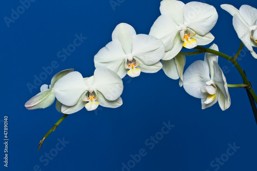 Photo: Orchid flower Orchid flower