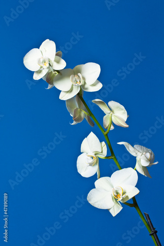 Photo: Orchid flower Orchid flower