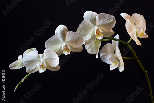 Photo: Orchid flower Orchid flower