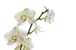Orchid flower