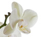 Orchid flower