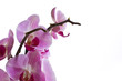 Orchid flower