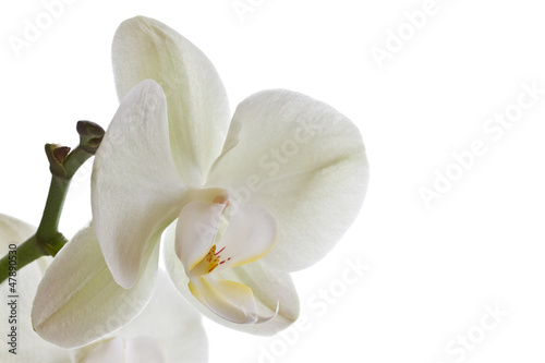 Photo: Orchid flower Orchid flower