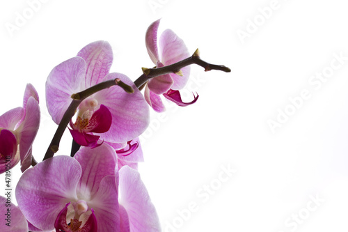 Photo: Orchid flower Orchid flower