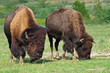 Bull and cow bison grazing on the meadow
