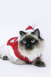 Photo: Christmas ragdoll cat Christmas ragdoll cat