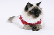Photo: Winter ragdoll cat Winter ragdoll cat