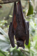 Malayan bat hanging on a tree branch