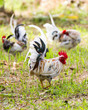 Photo: White Bantam White Bantam