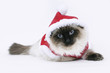Photo: Santa kitty Santa kitty