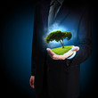 Photo: Green tree Green tree