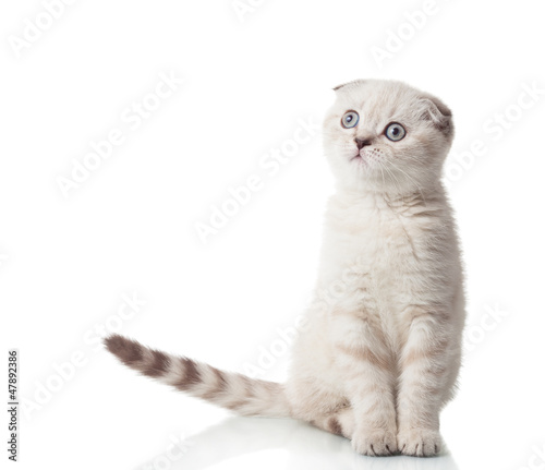 Photo: Scottish Fold breed Scottish Fold breed