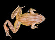 Frog 24