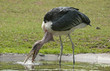 Marabu stork