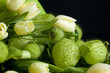 Foto: gonforicarpus particolare gonforicarpus particolare