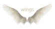 Natural white goose wings. Isolation.