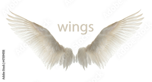 Photo: Natural white goose wings. Isolation. Natural white goose wings. Isolation.