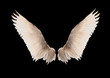 Natural white goose wings. Isolation.